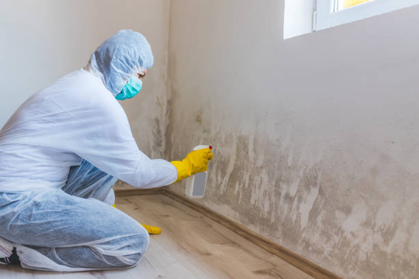 Licensed Crawl Space Mold Removal service in Wellsville, PA - WQB Mold Removal